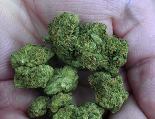 NY to allow out-of-state patients to buy medical cannabis products