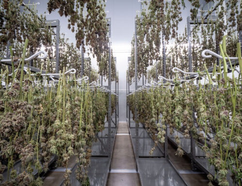 Craft cannabis operation growing a home in former factory in Jacksonville