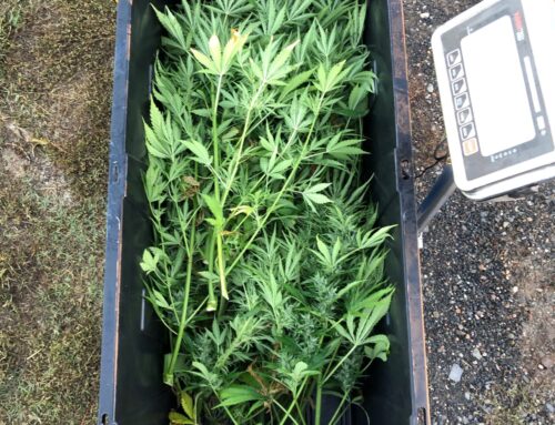 The first-ever common language for cannabis and hemp aromas