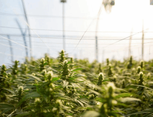 Senate bill would bring sweeping changes to cannabis agency, regulations