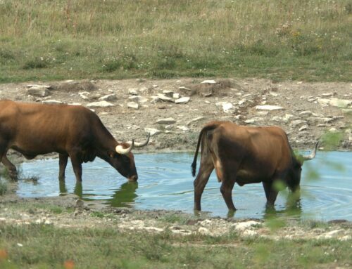 Proposed WOTUS Rule Protects Environment, Respects Farmers