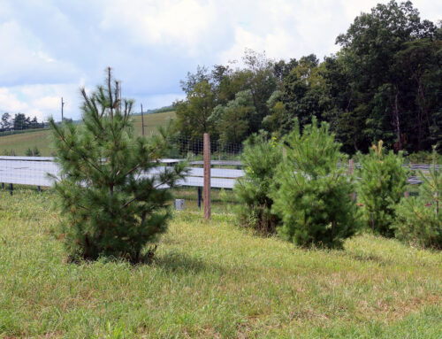 Letting the sunshine in and monitoring stormwater runoff