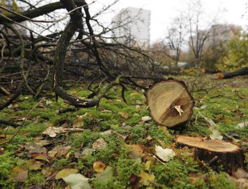 Romania’s Environment Ministry moves to criminalize illegal tree cutting in urban green sp