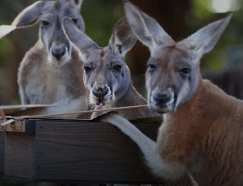 Free Electricity. Like, at no cost. For everyone. Now.