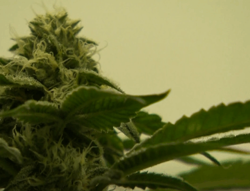 Howard County firefighters garnering support to get access to medicinal cannabis