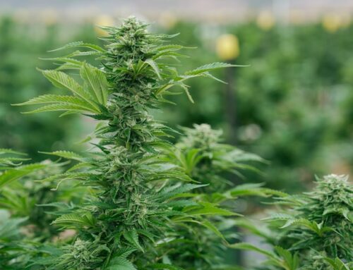 Australia’s medicinal cannabis bind is a political hot potato