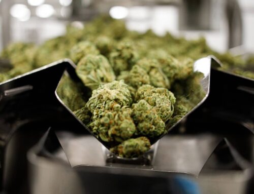 ‘This time feels different’: One cannabis investing insider thinks the industry will keep