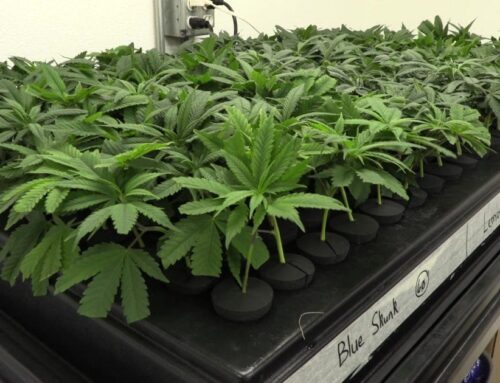 Trump reschedules marijuana to schedule III, promising tax relief but raising new legal an