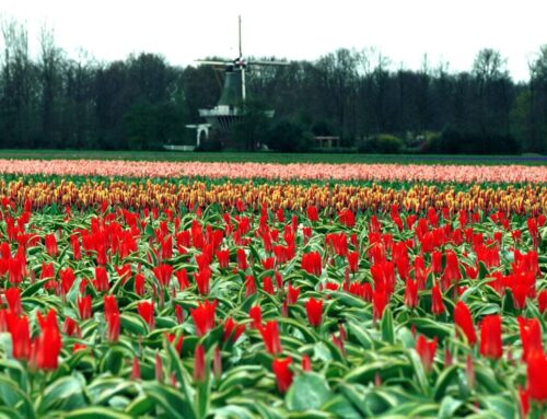 Bitcoin Is Starting to Look Like a Digital Tulip