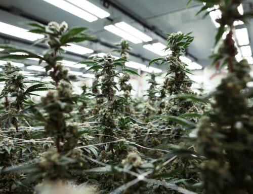 Cannabis Stocks Find a Spark on Hopes for Looser US Pot Laws