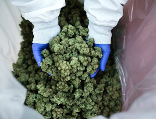 Trump Plans to Push for Cannabis Rescheduling as Less Dangerous