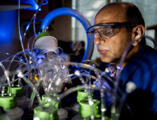 Biodegradable electronics may pose environmental harm