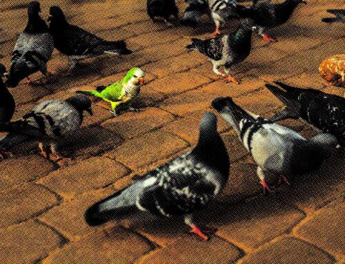 Apple’s stock is behaving differently from the rest of BATMMAAN because its AI strategy is