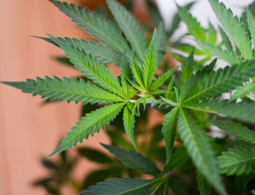 Trump’s Marijuana Rescheduling Order Could Include Industry Banking And CBD Medicare Cover