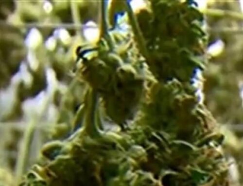 Trump expected to sign order to reclassify cannabis