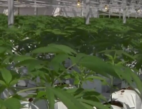 Trump expected to ease cannabis restrictions through executive order