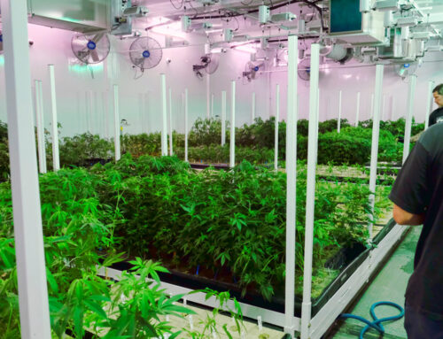 Tennessee lawmakers consider medical cannabis reform as federal stance shifts