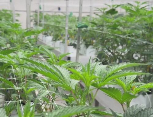 Michigan cannabis association plans to appeal after judge rejects injunction on 24% wholes