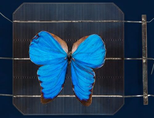 Australia proves solar panels are a waste of time — Flying butterflies will power the futu