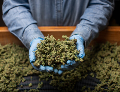 Cannabis group wants appeals court to block Michigan’s 24% marijuana tax before it takes e