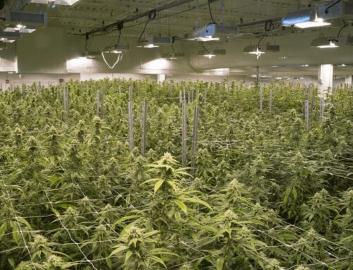 Cannabis growers using less than 70% of licensed cultivation space could be downgraded to
