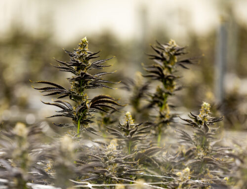 Retail cannabis market appears set to finally hit Virginia in 2026