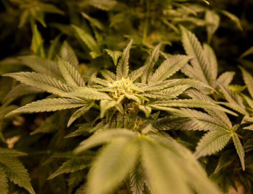 Economic boon or disaster? Trying to move through the haze surrounding marijuana reclassif