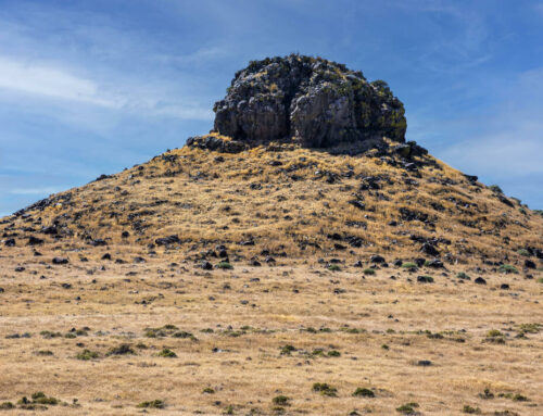 Alan Halaly’s best of 2025: Nevada’s desert ecosystems at a crossroads