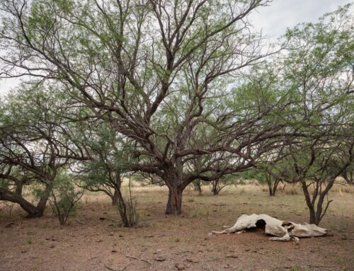 A Loophole Allows Ranchers to Renew Grazing Permits With Little Scrutiny of the Environmen