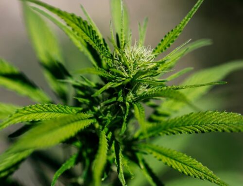 Trump signs executive order fast-tracking reclassification of marijuana