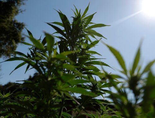 Cannabis reclassification could finally end the industry’s financial exile