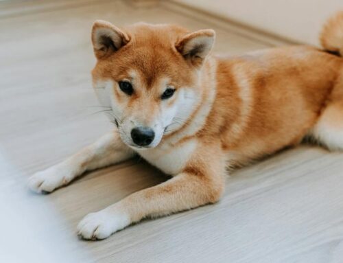 DOGE Price News: What Next as Dogecoin Slides Alongside Bitcoin, Memecoins