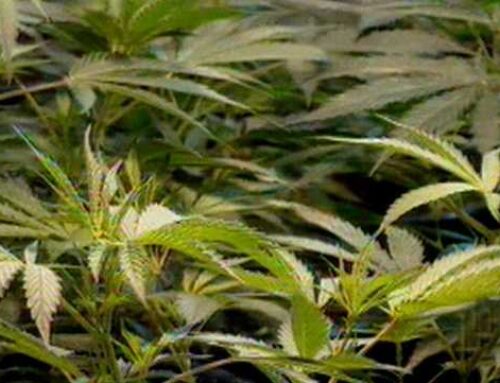 Effort to repeal recreational marijuana in Maine could be on the ballot in 2026