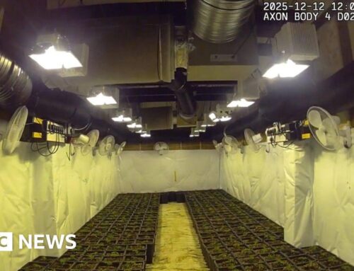 Heywood police arrest man watering £1m cannabis farm