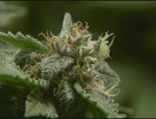 Maine cannabis office sees no changes under federal reclassification