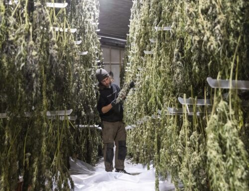 Hemp ban chills prospects for progress on cannabis banking