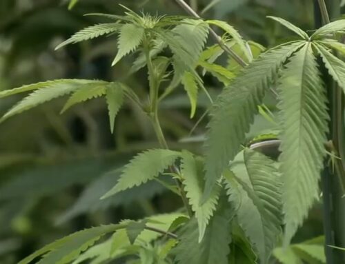 Trump intends to sign executive order to loosen federal marijuana restrictions