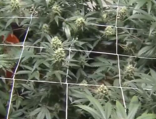 Maine cannabis store owners relieved after executive order reclassifies marijuana