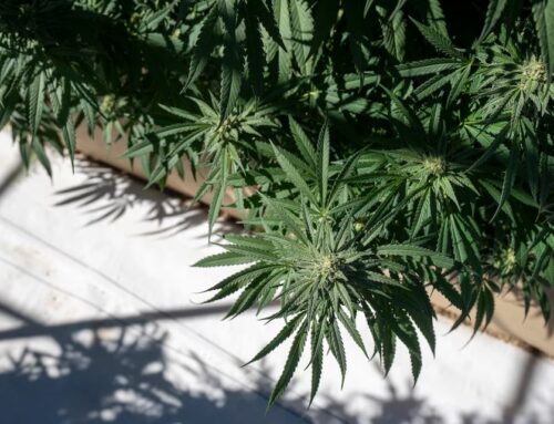 Moab to receive a medical cannabis pharmacy