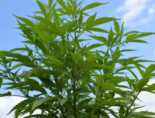 Minnesota State Community and Technical College expands online cannabis courses