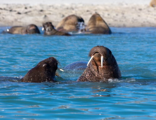 10 notable books on conservation and the environment published in 2025