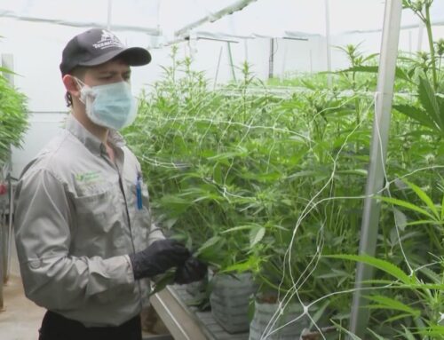 Texas expands Compassionate Use Program with new cannabis licenses