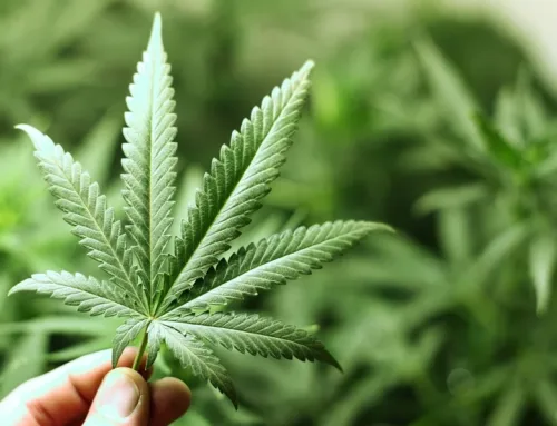 Cannabis-based treatment with CBD and THC blend may fight ovarian cancer