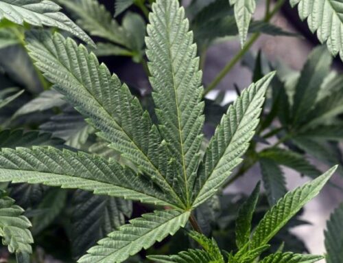 Will marijuana be legalized, rescheduled in 2026?