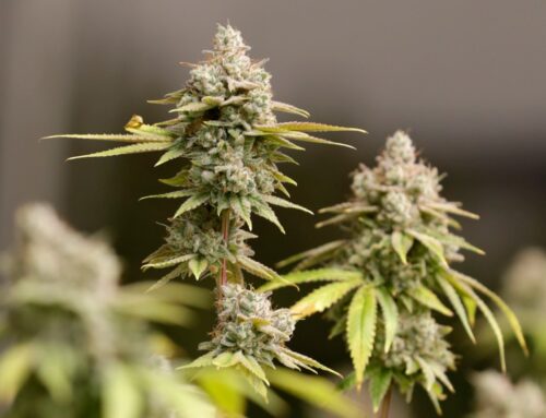 Ohio Senate passes cannabis law, including new penalties for some adult use