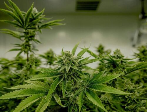 State confiscates $56.5M in black market cannabis