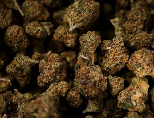 OPINION: Why Trump’s cannabis rescheduling can’t come soon enough