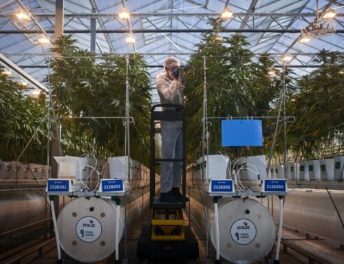 Pot stocks are soaring on news that Trump is set to ease federal restrictions