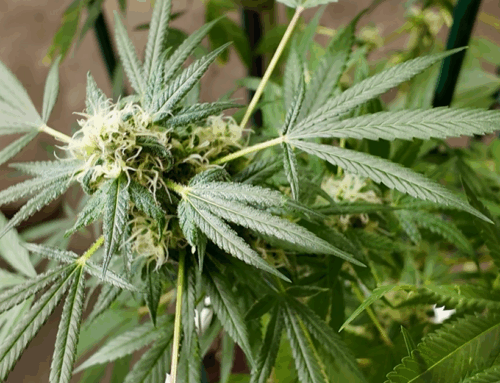 Montana cannabis industry hopeful as Trump reclassifies marijuana