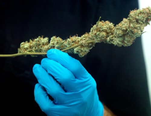 The Trump administration is pushing to change cannabis rules — Here’s how it could impact